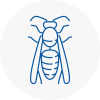 South Lambeth Wasp Nest Removal